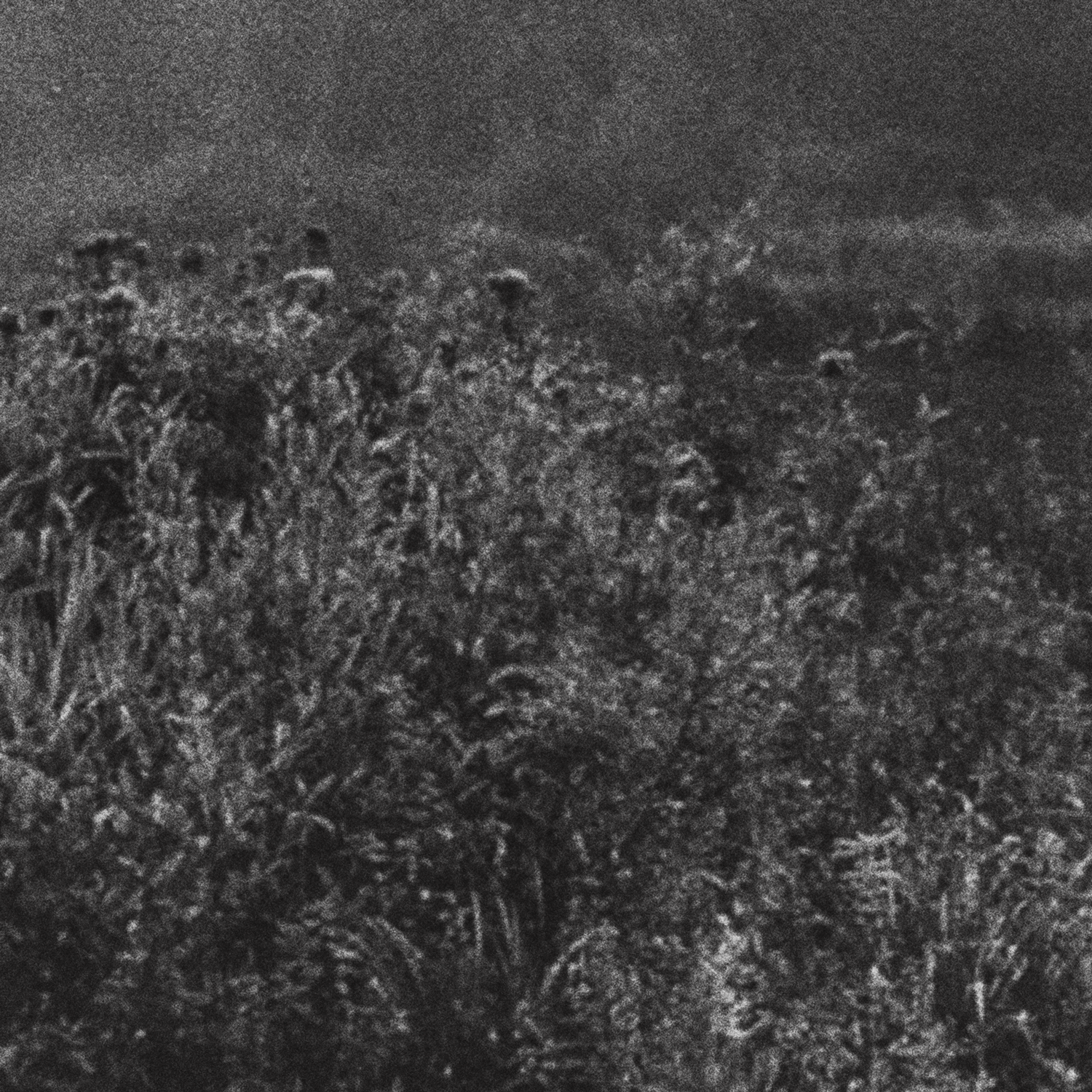 Quiet Landscapes
