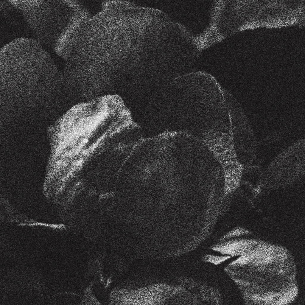 Bloom Series