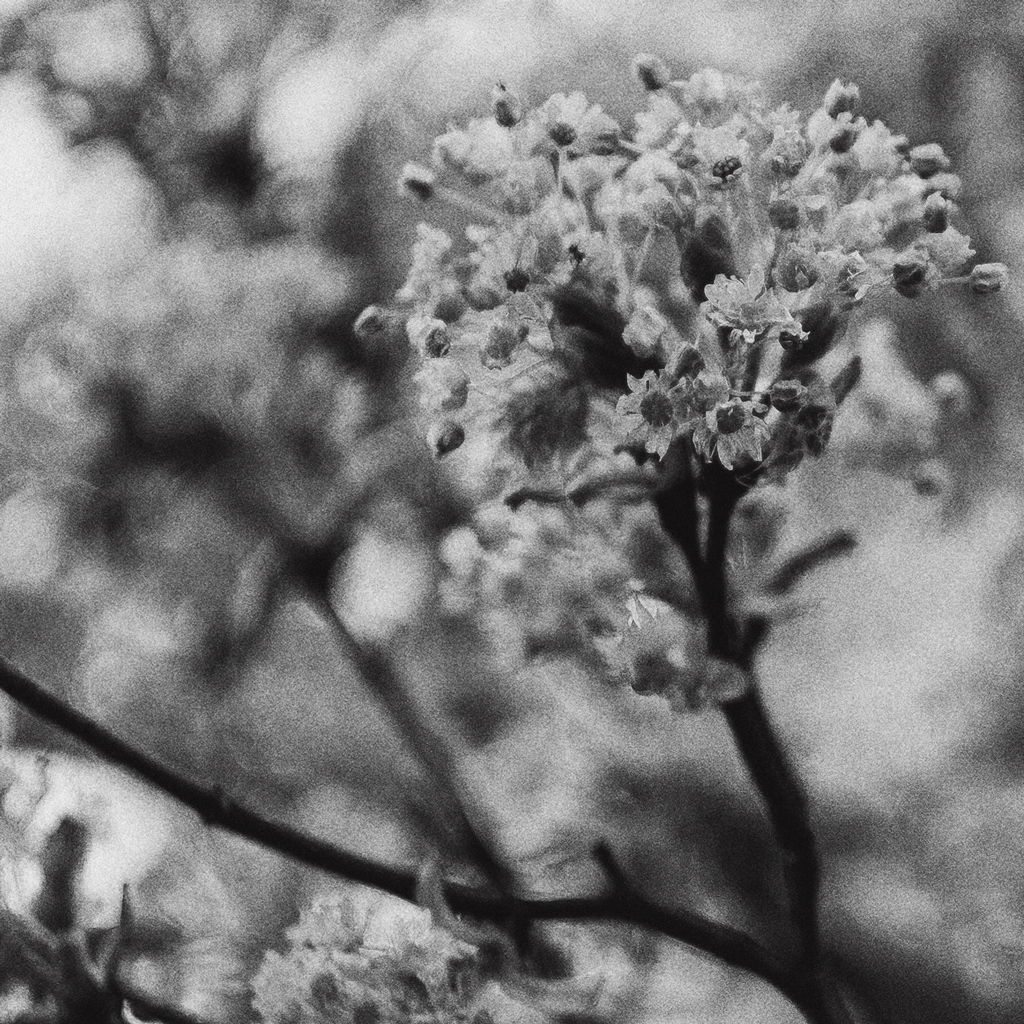 Branches No. I