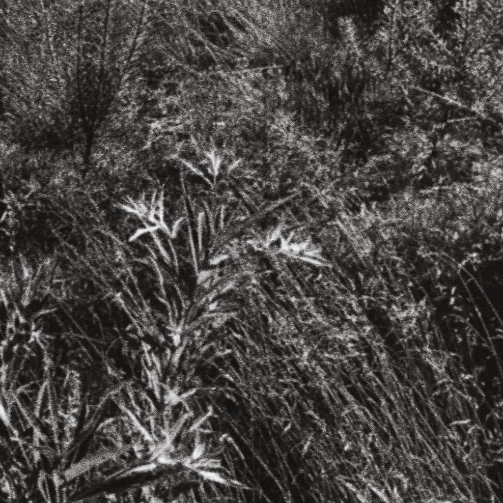 Meadow No. I
