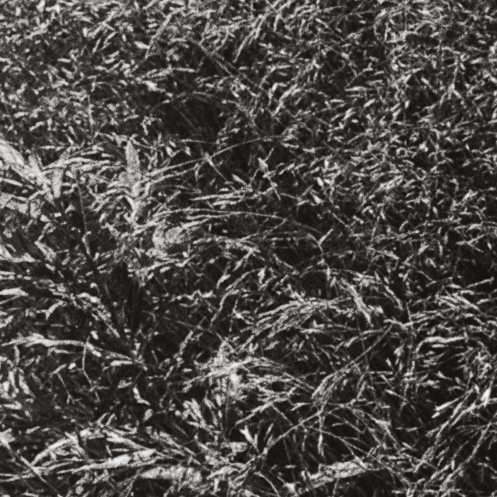 Meadow No. II