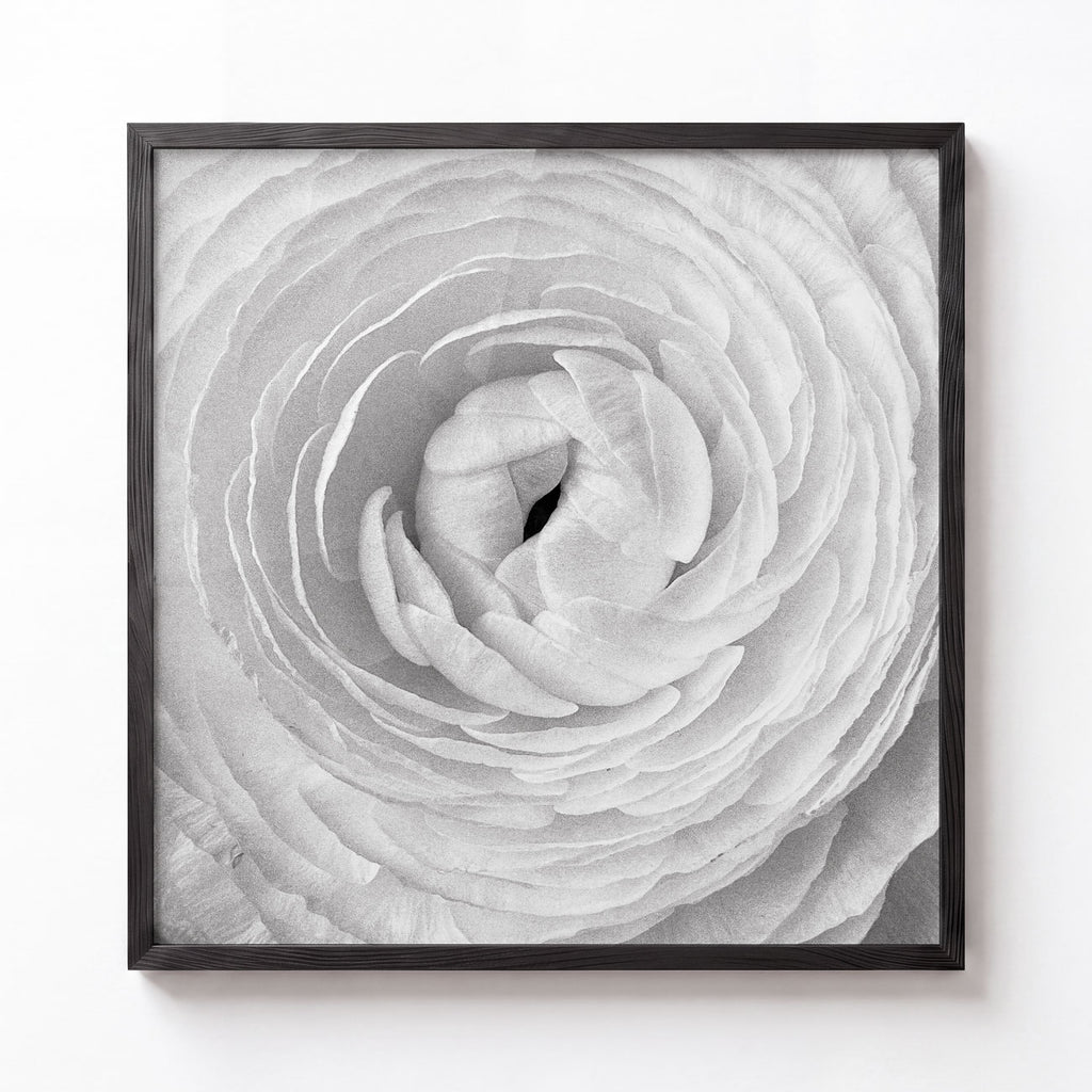 Ranunculus No. I