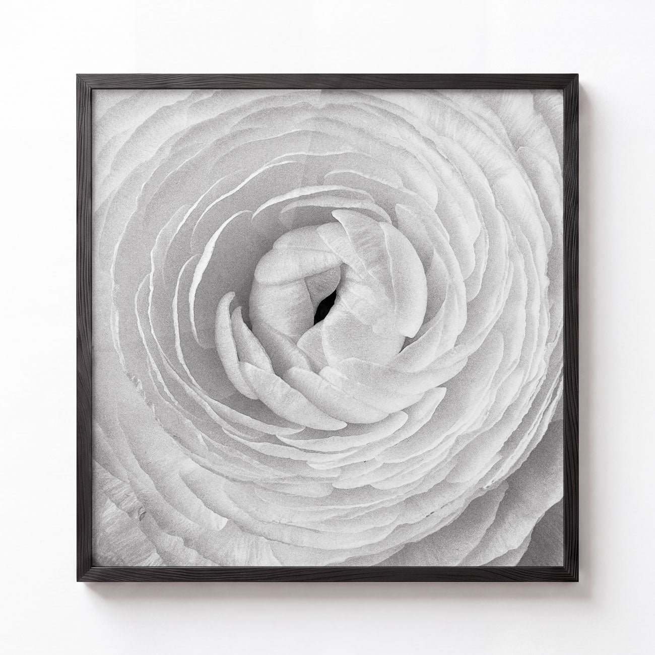 Ranunculus No. I