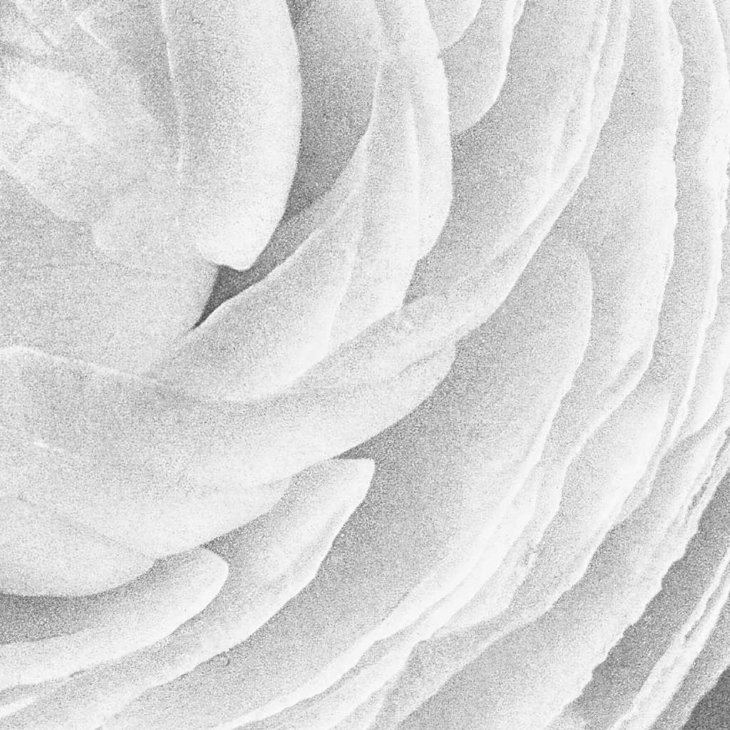 Ranunculus No. I
