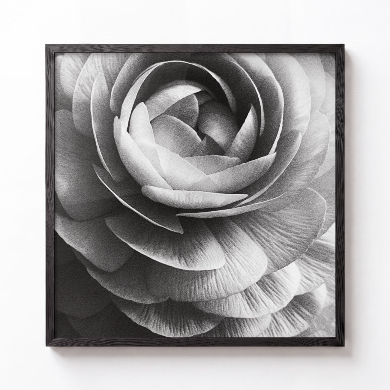 Ranunculus No. II