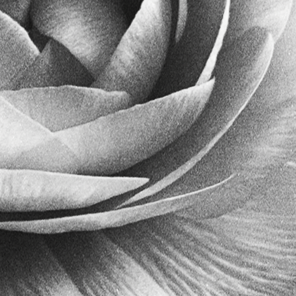 Ranunculus No. II
