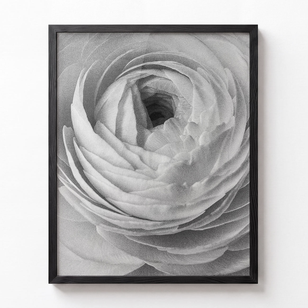 Ranunculus No. III