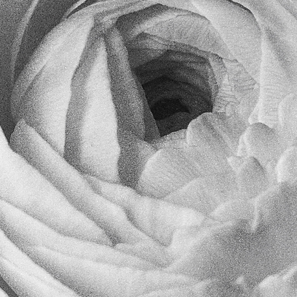 Ranunculus No. III