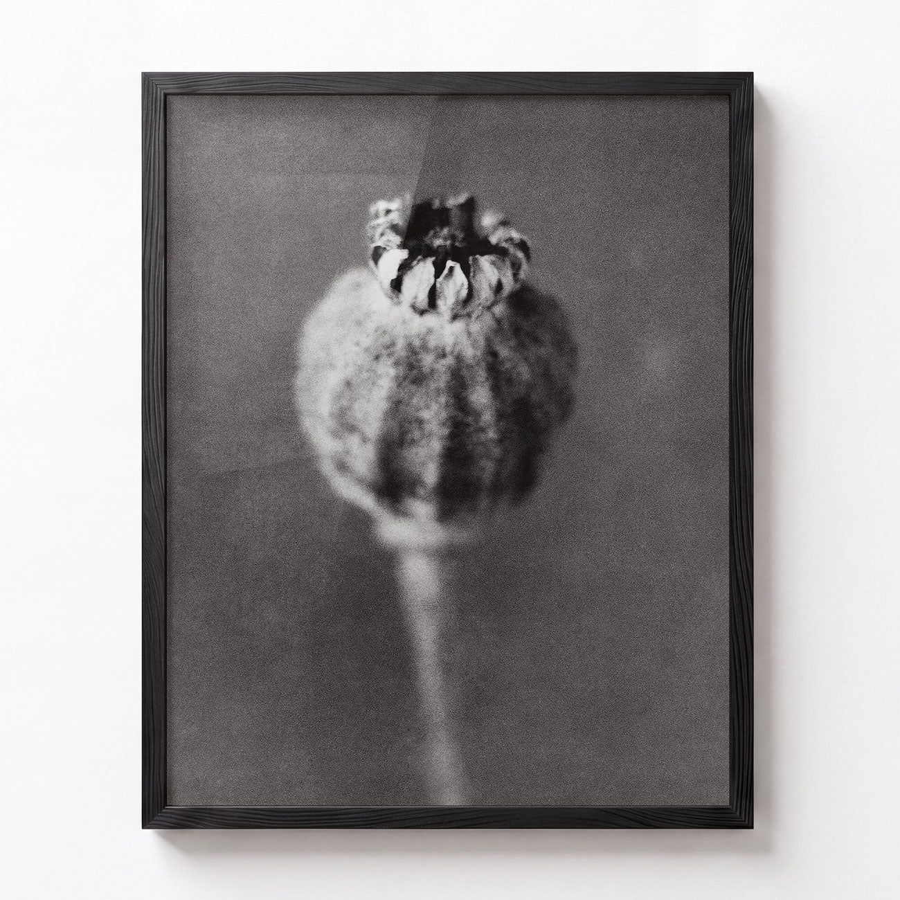 Poppy No. I