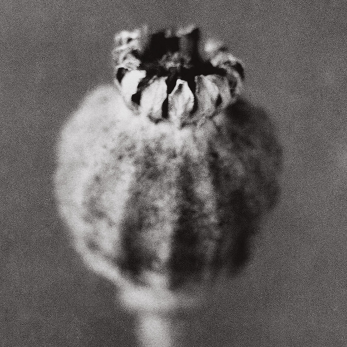 Poppy No. I