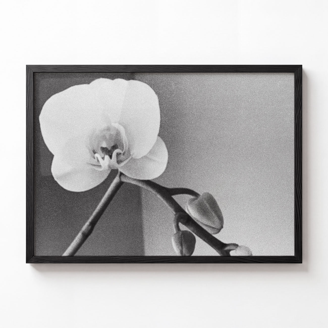 Orchid No. I