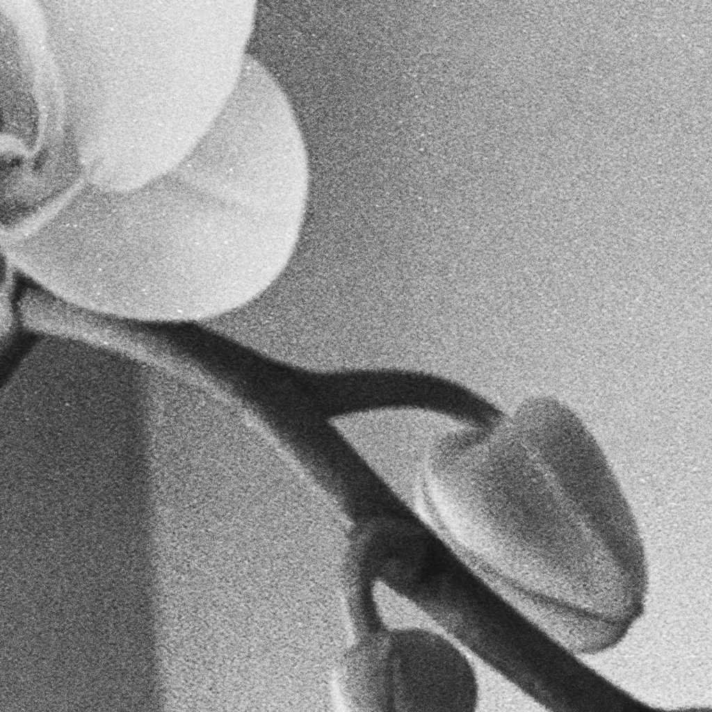 Orchid No. I