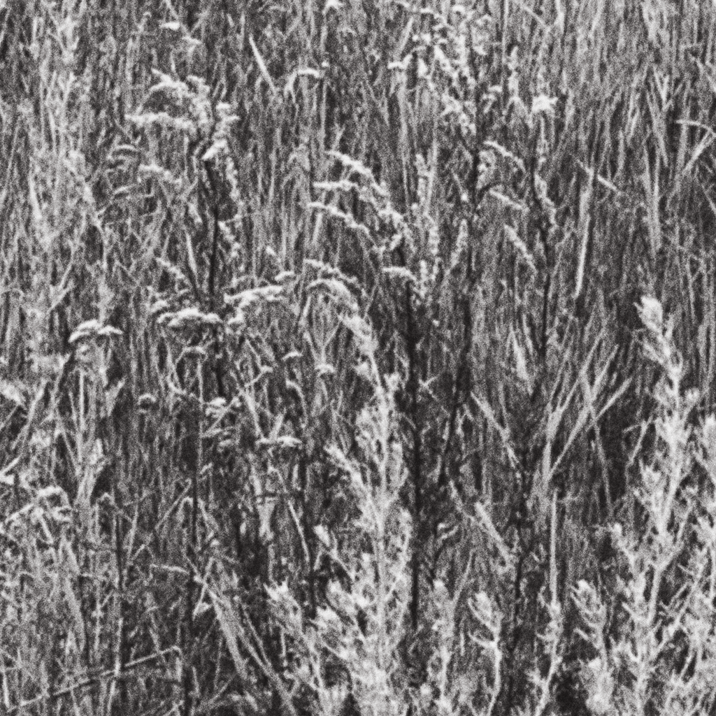 Meadow No. IV