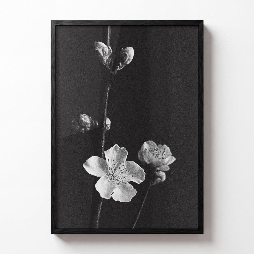 Bloom No. I