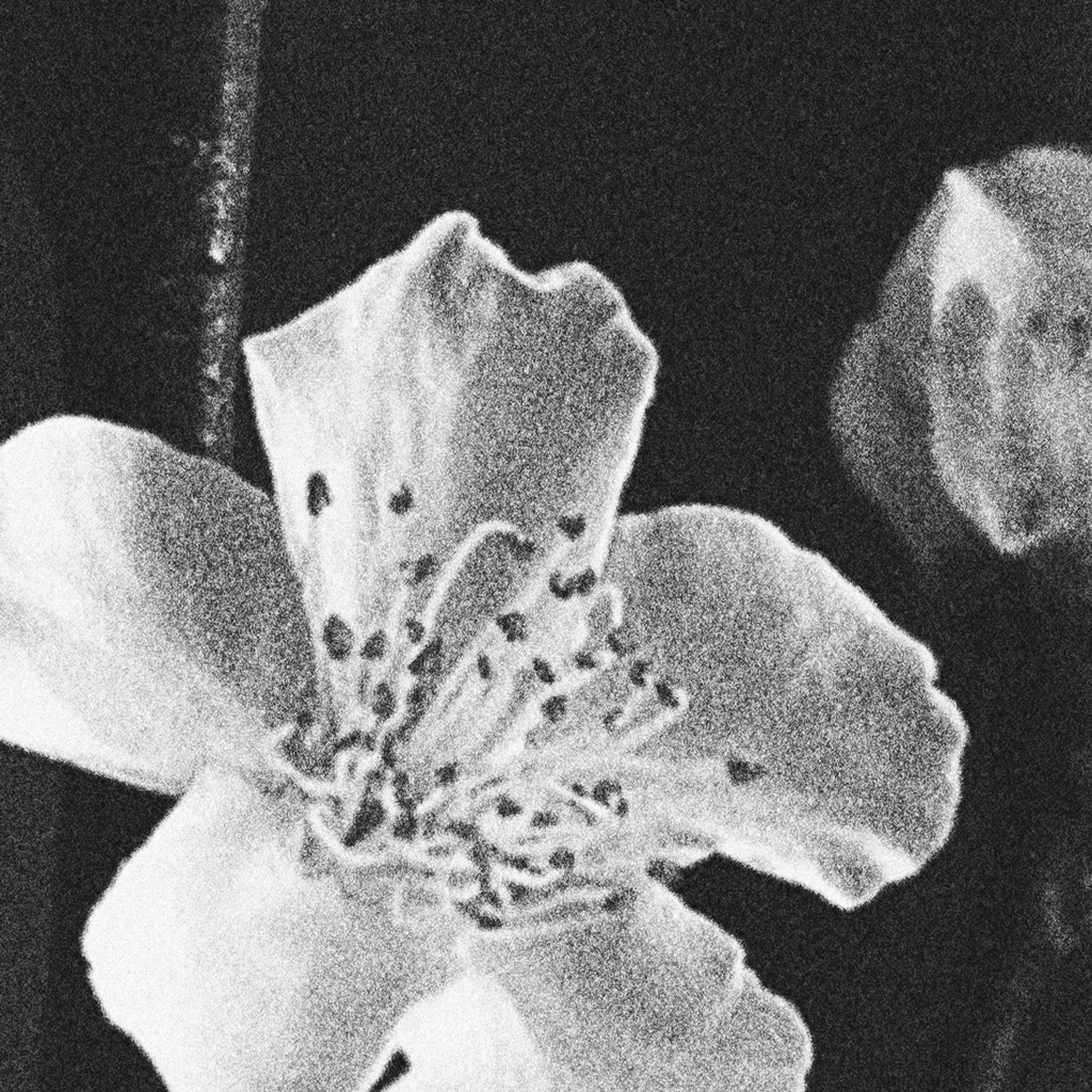 Bloom No. I
