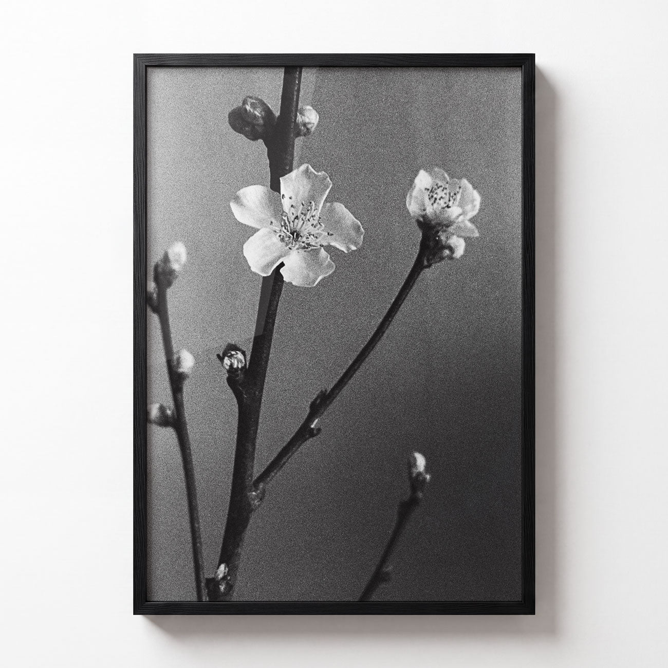 Bloom No. II