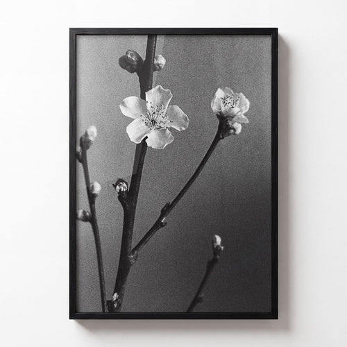 Bloom No. II