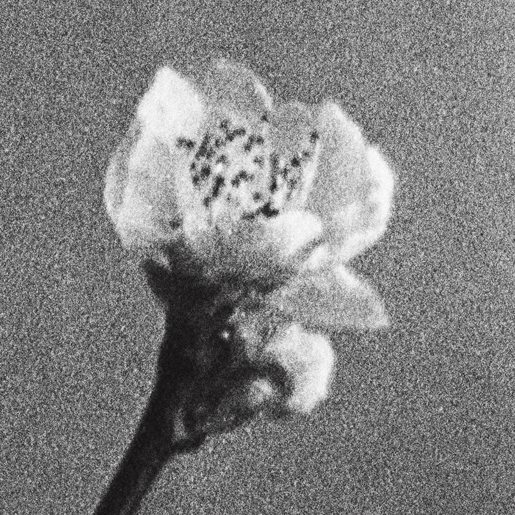 Bloom No. II