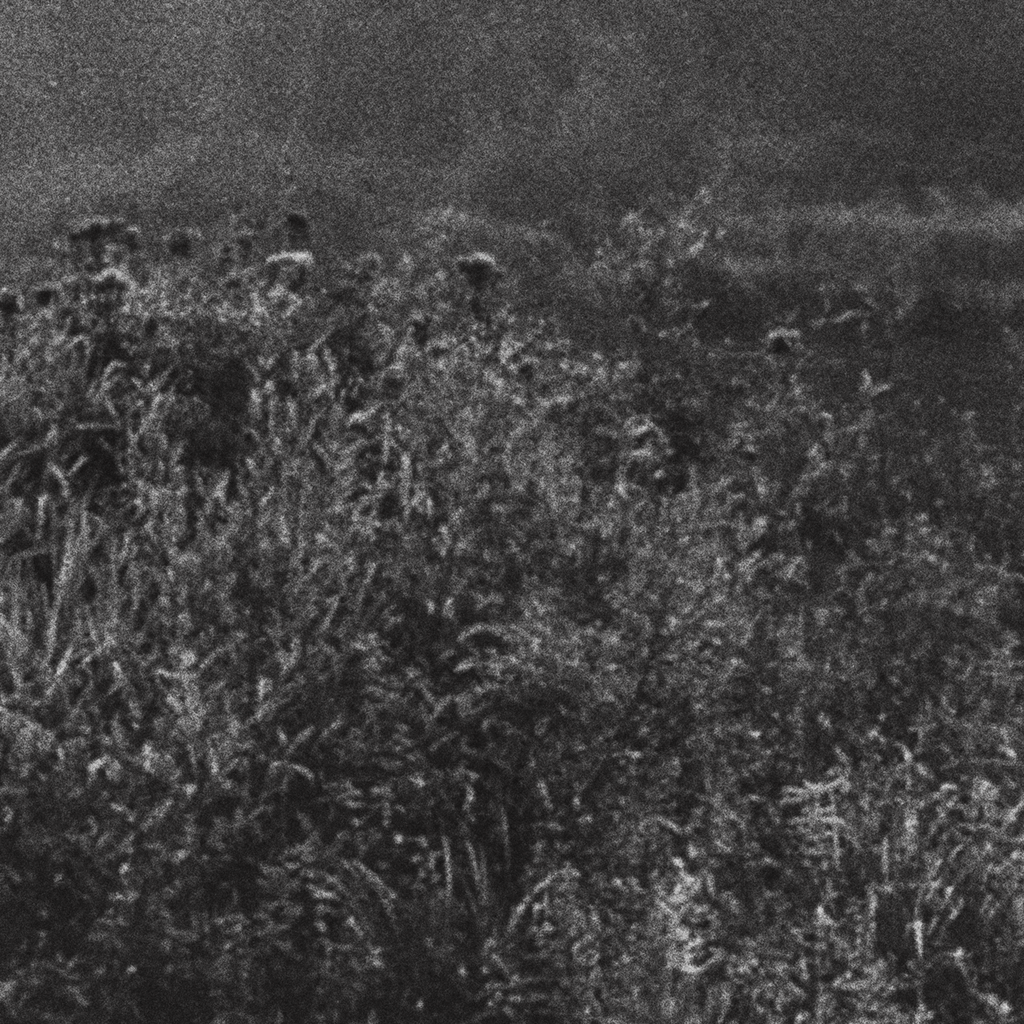 Landscape No. II