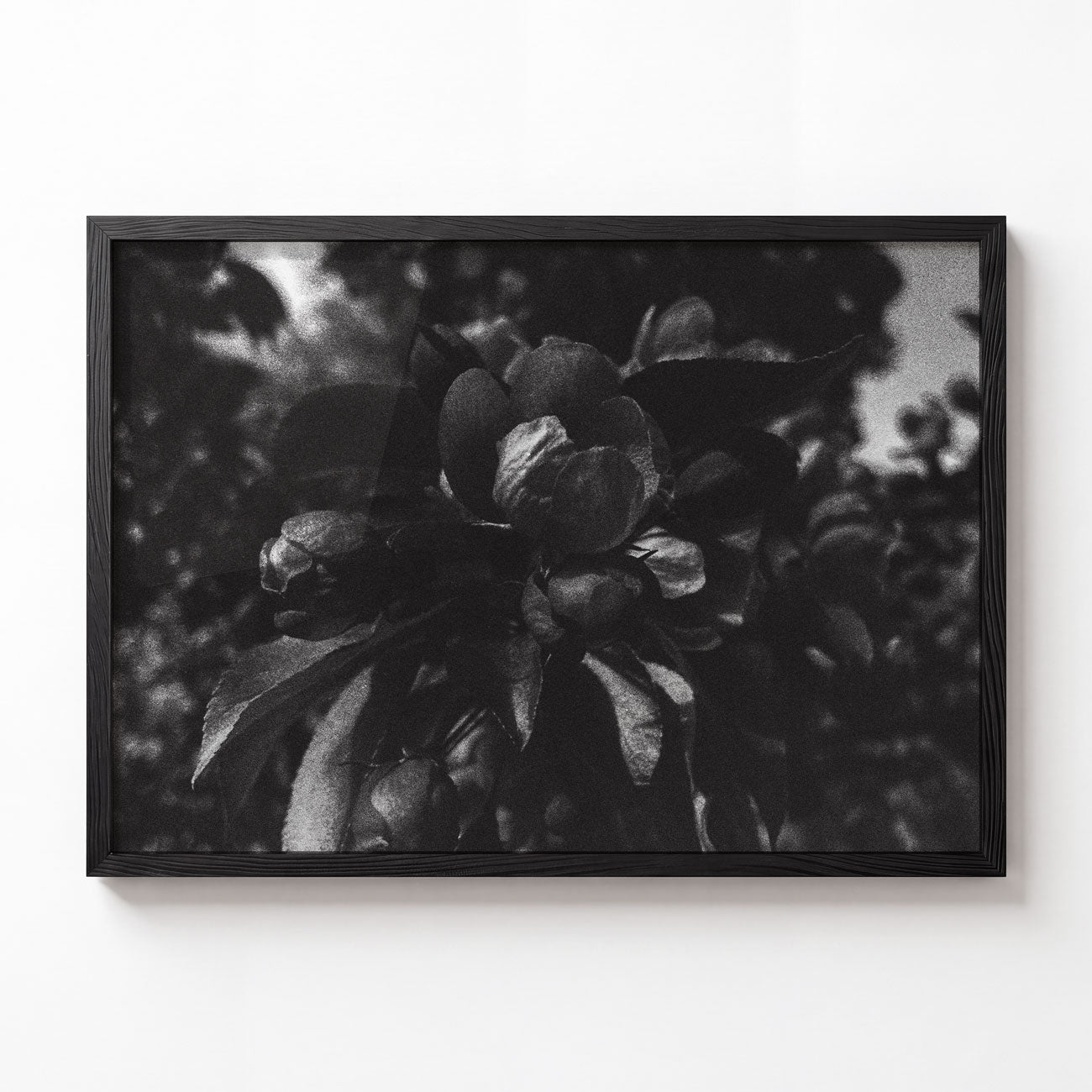 Bloom No. III