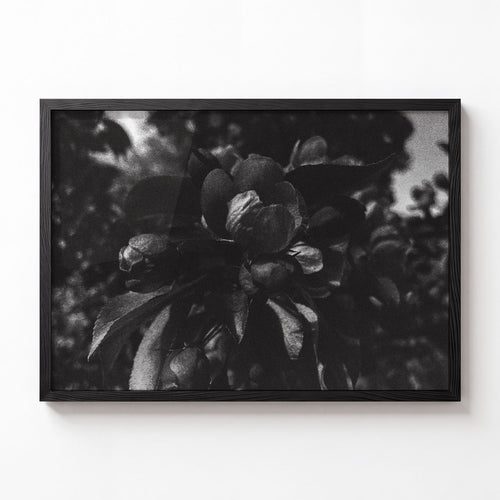 Bloom No. III