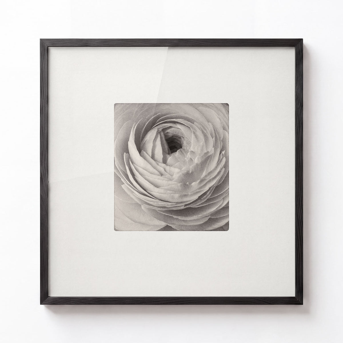 Ranunculus No. III — Study on White
