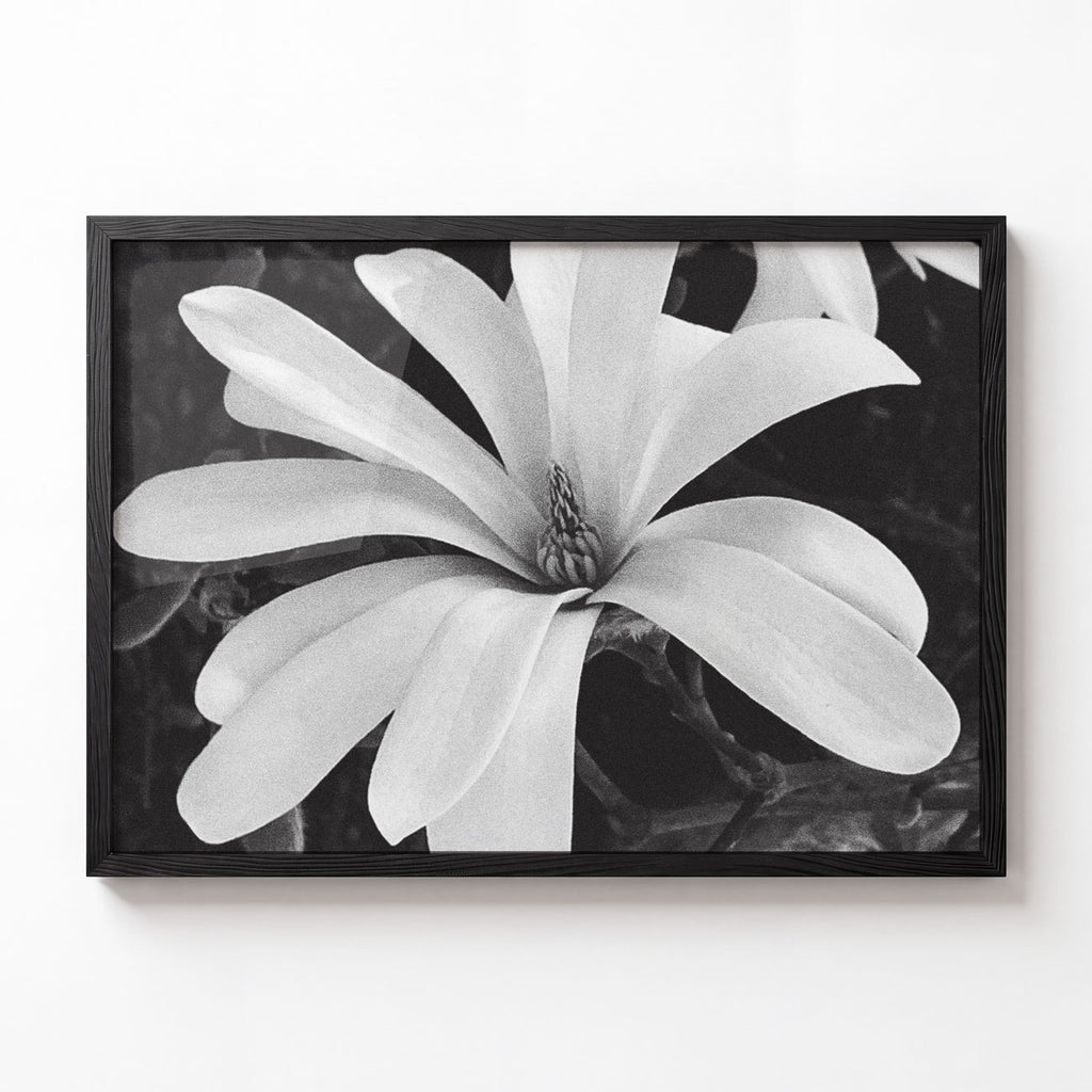 Magnolia No. I