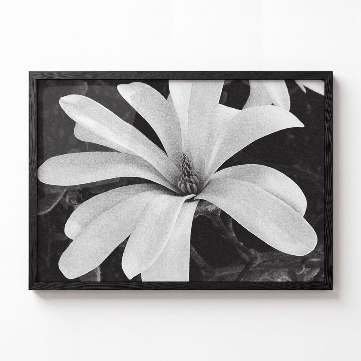 Magnolia No. I