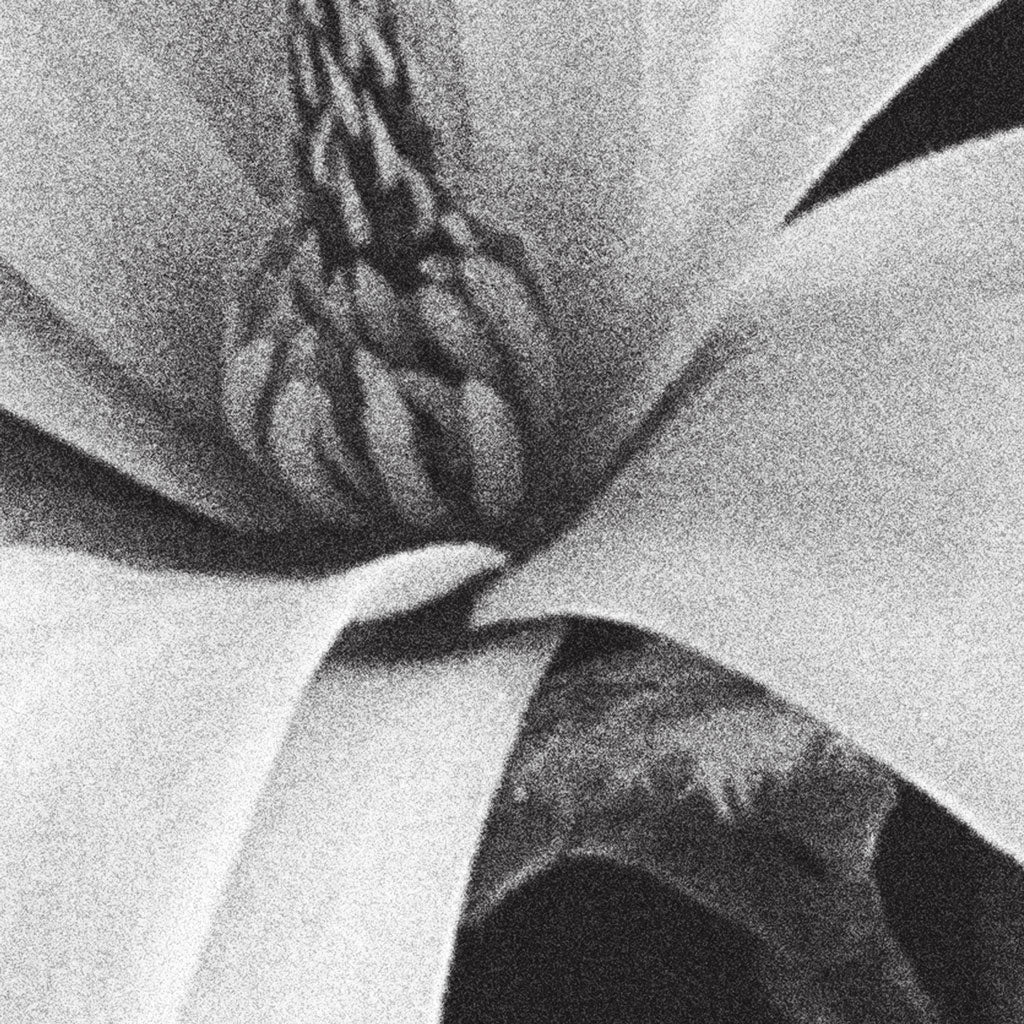 Magnolia No. I